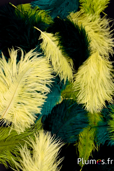 Autruche Bellies - 5-10 cm - mixte vert